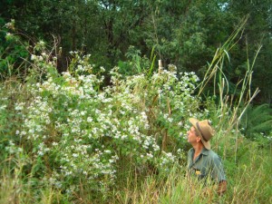 Chromolaena odorata (Siam weed). Photo from www.fnqpaf.com.au/resources/chromolaena.html