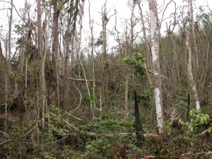 Cyclone damage a month after Larry near El Arish where the largest infestation of Miconia calvescens
