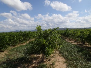 Pongamia plantation in north Queensland (source: Helen Murphy, CSIRO).