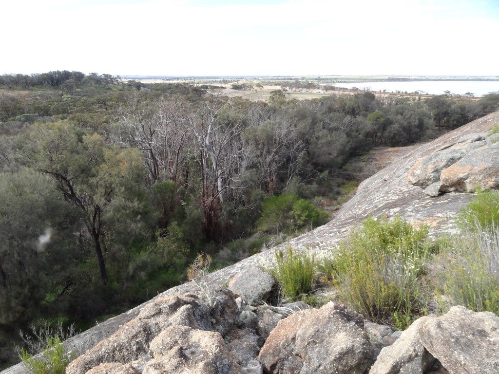 The eastern-most population of Jarrah (Eucalyptus marginata), at Jilakin Rock in the wheatbelt of Western Australia showing tree deaths, but also pockets of survival in certain microclimates. Image: Suzanne Prober.