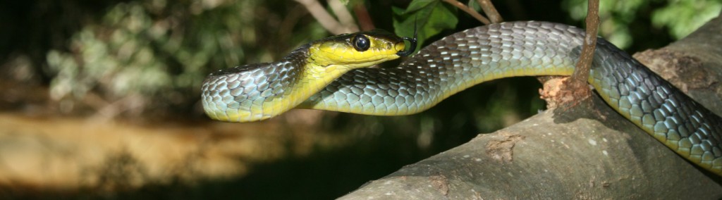 Common tree snake. Source: Steven Mallett
