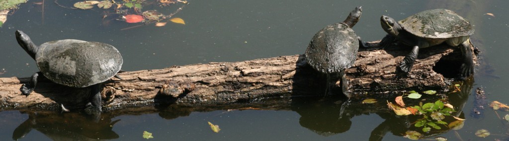 Long-necked turtles, Image credit: Steven Mallett
