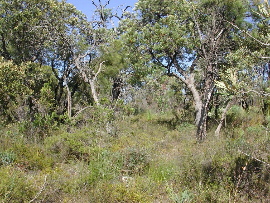 Banksia woodlands are an iconic ecological community of the Perth region. Source: Suzanne Prober
