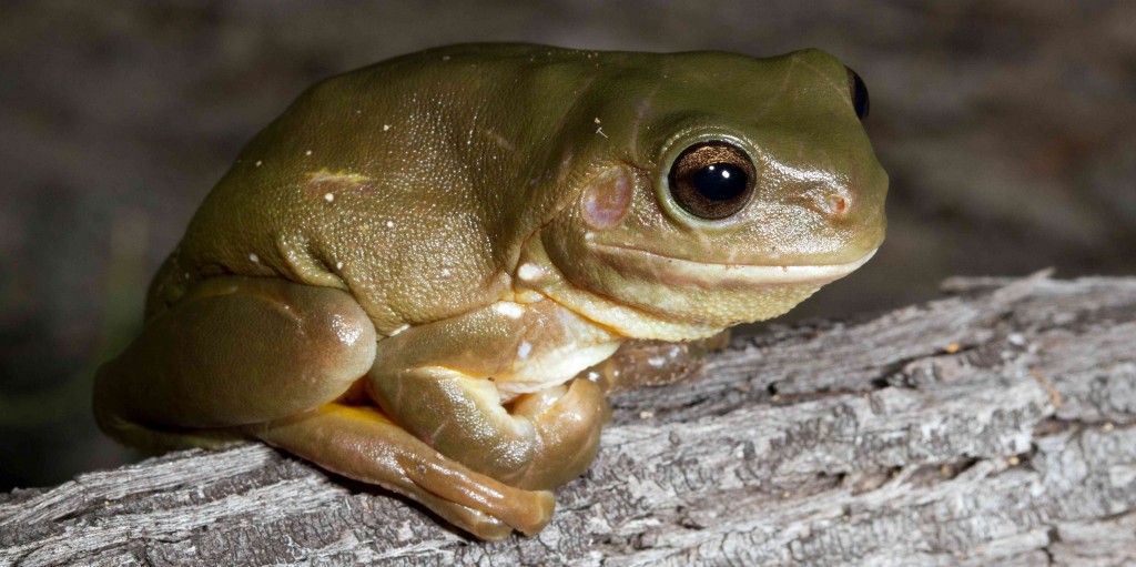 Green tree frog (Litoria caerulea), Source: Peter Lowik