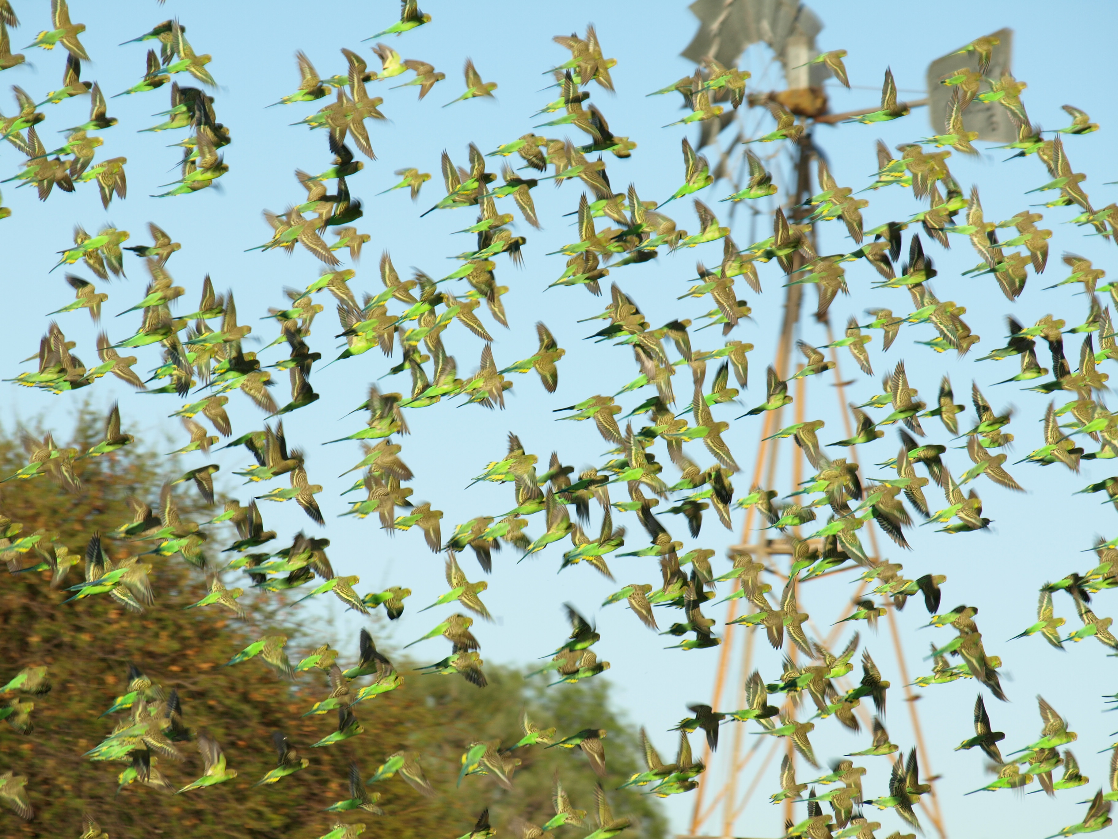 Winter budgies, Source: NACC