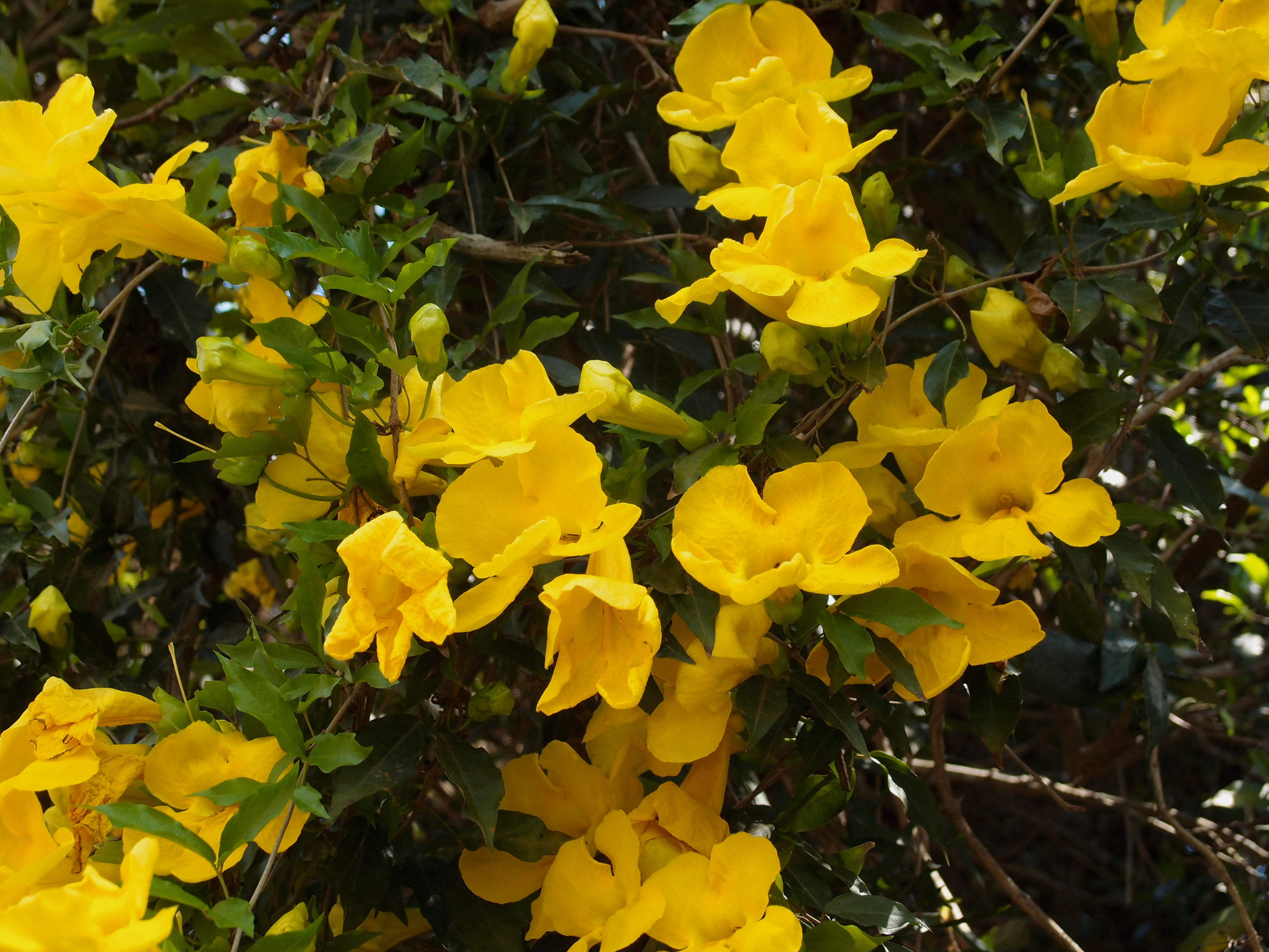 Cat's claw flowers, Source: BMRG, Photographer: Lalith Gunasekera