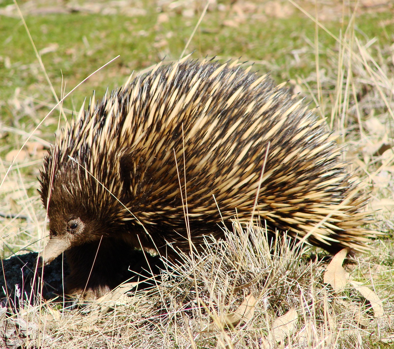 Echidna, by Veronica Doerr