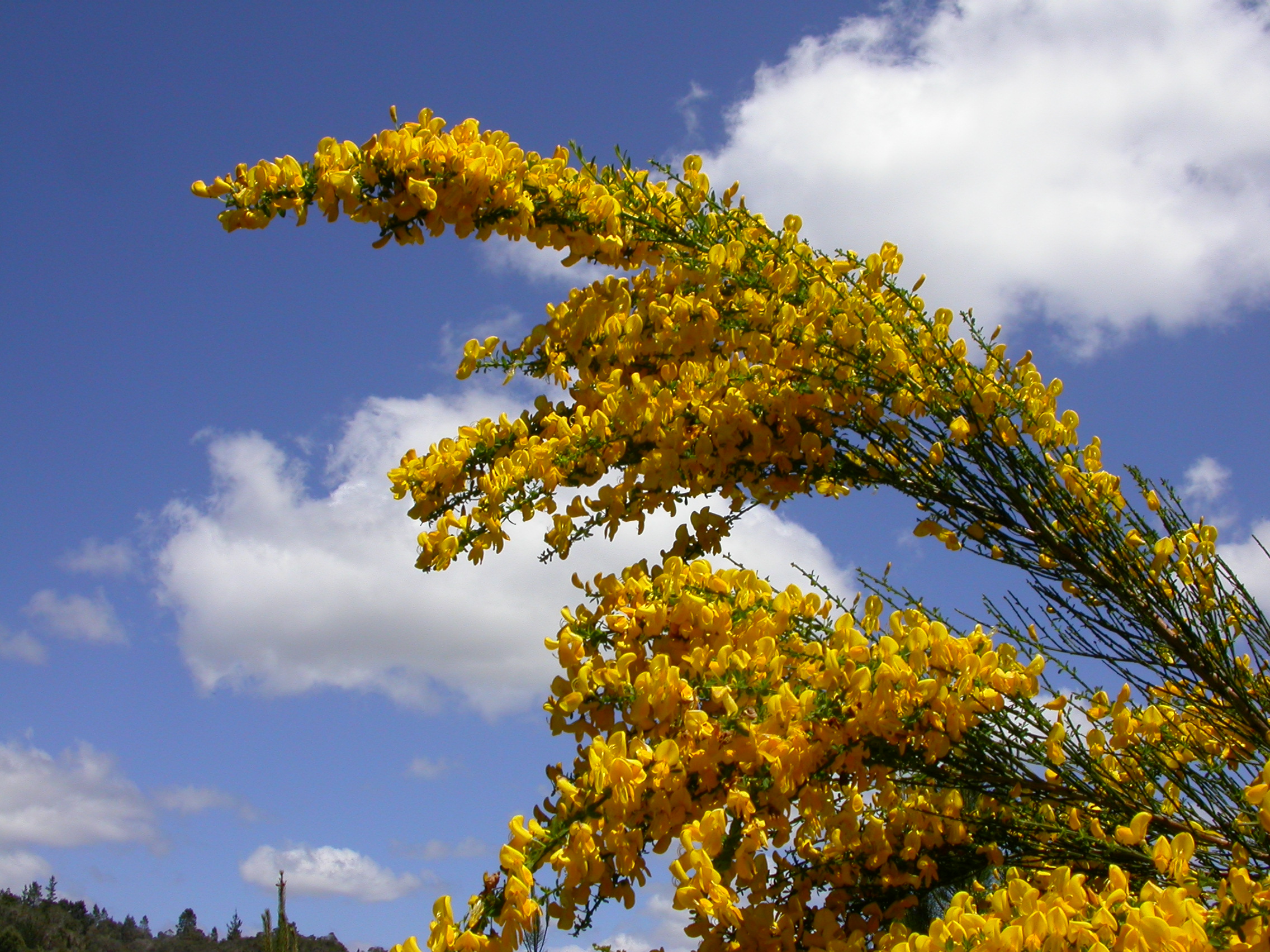 Broom, Source: NRM South