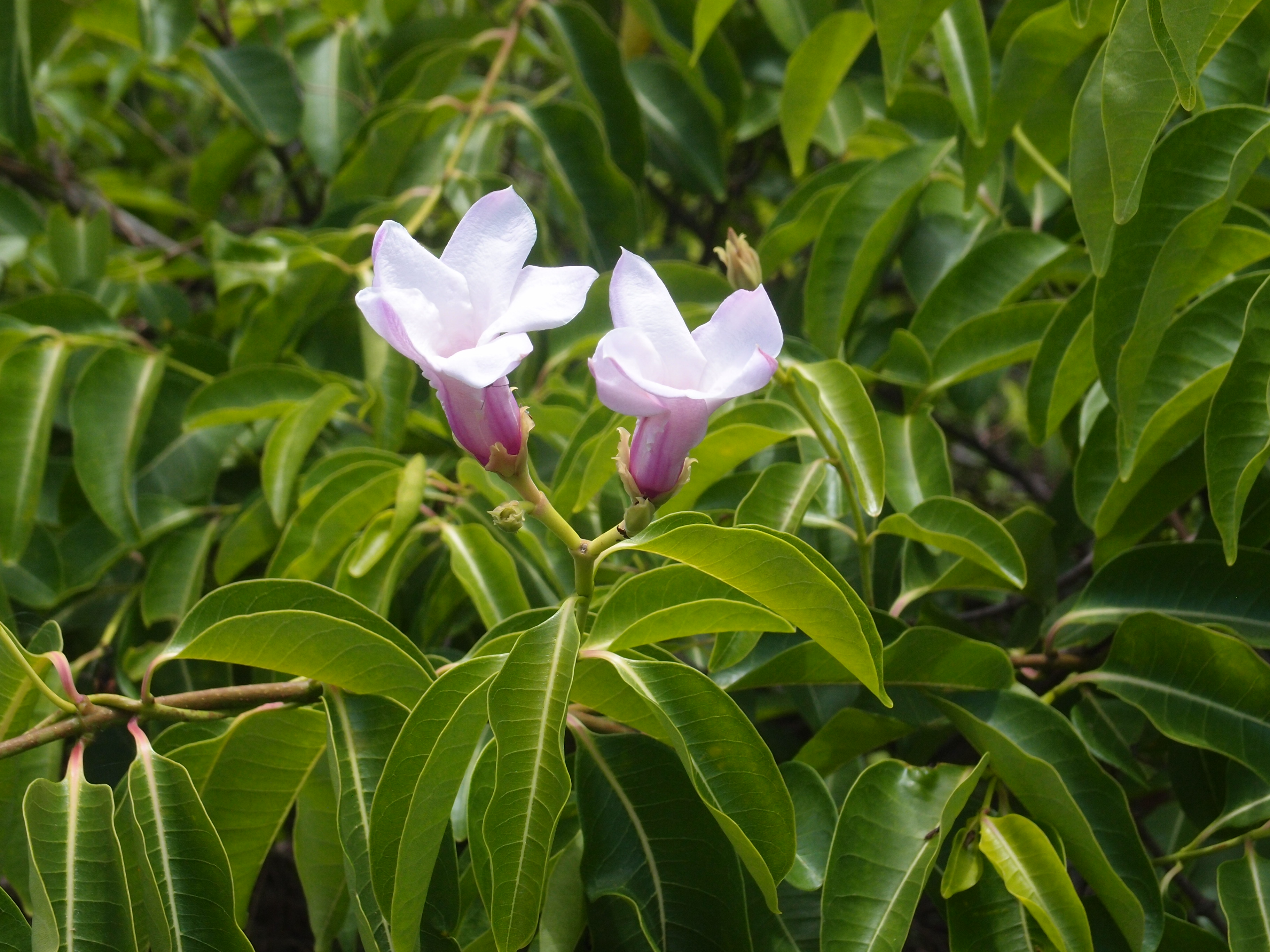 Rubber vine, Townsville area, Source: BMRG