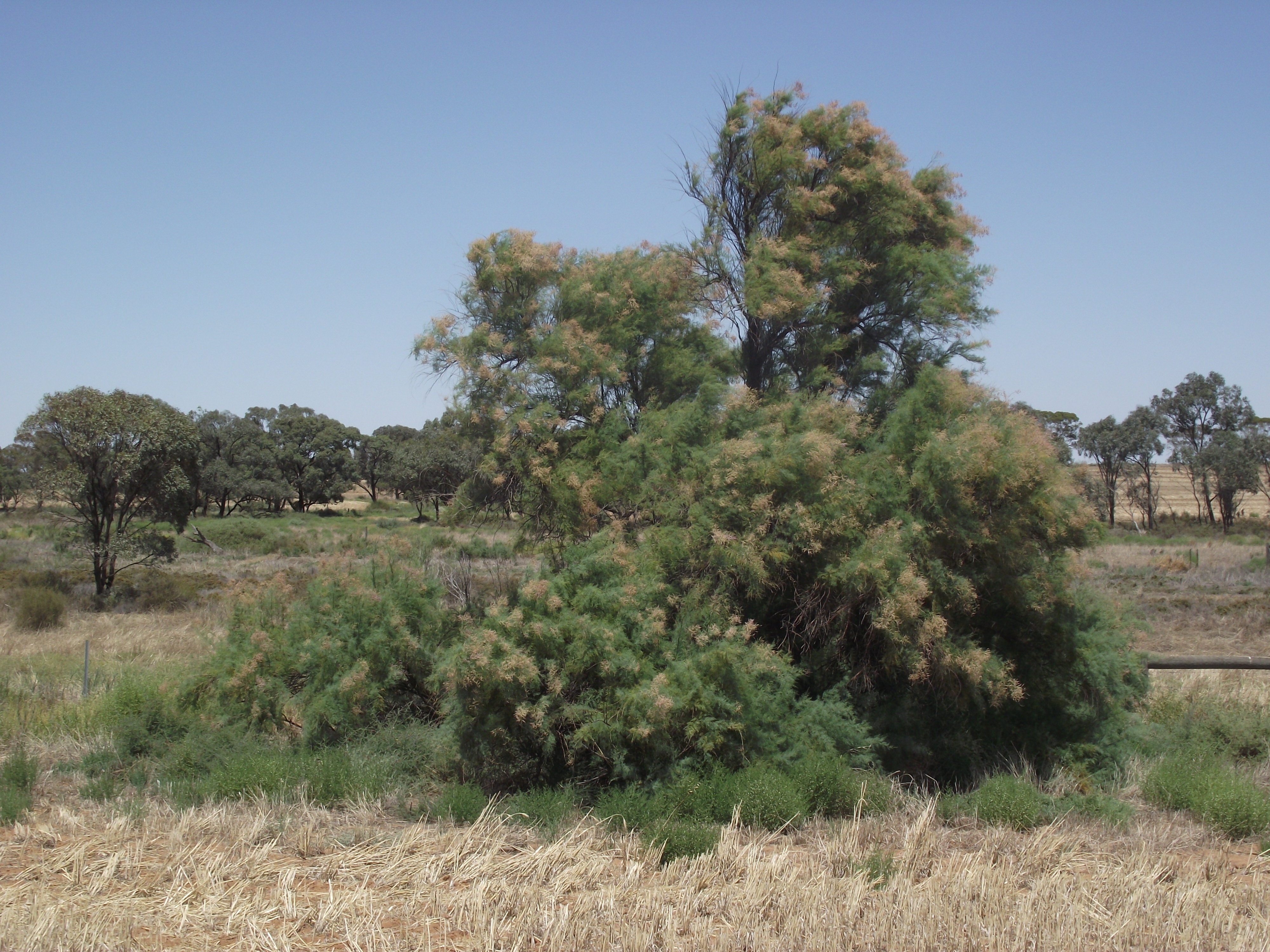 Athel Pine, Source: Mallee CMA