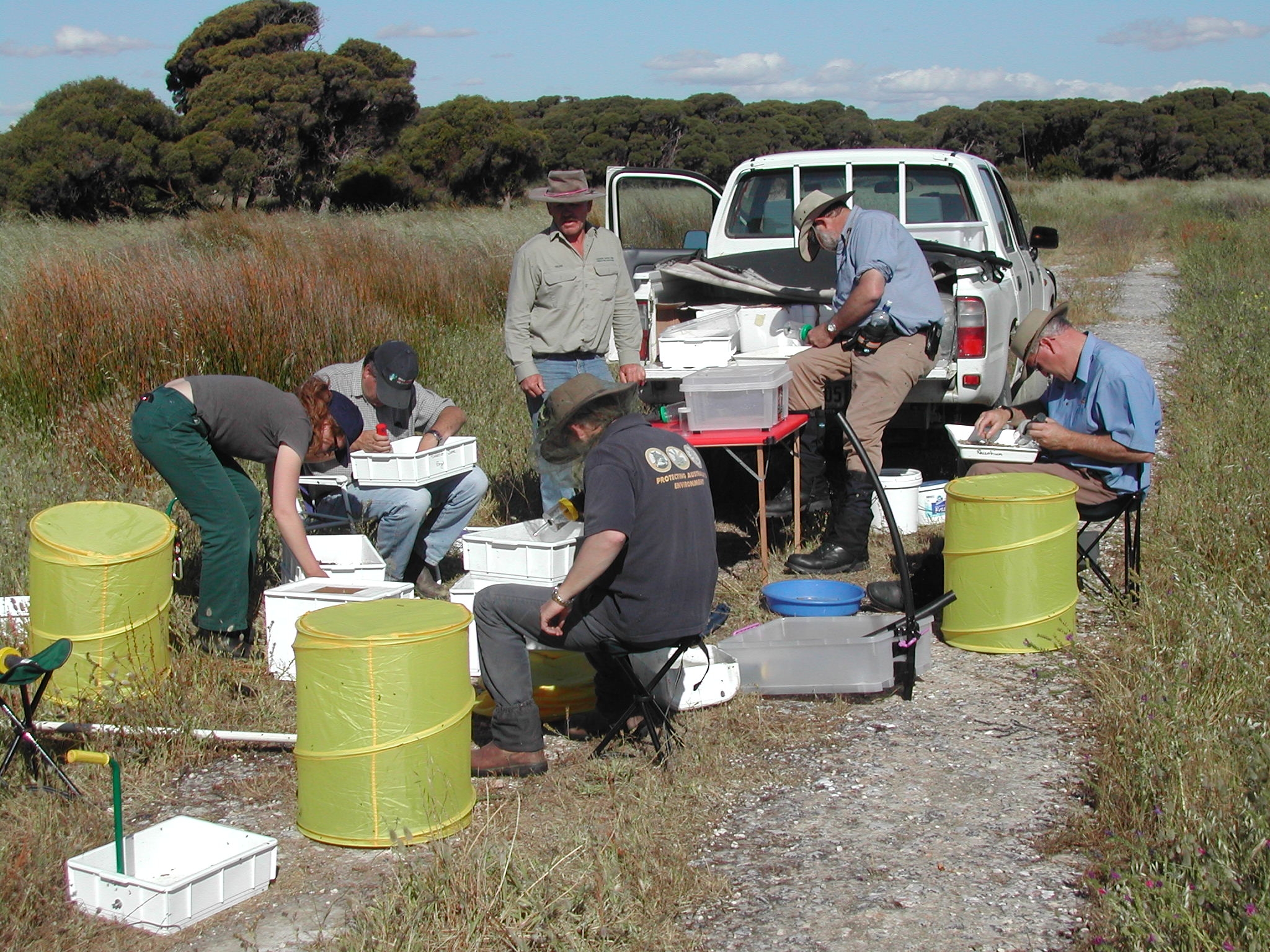 Bio control release for Salvation Jane; Source: Natural Resources SAMDB; Photographer: Sandy Cummings