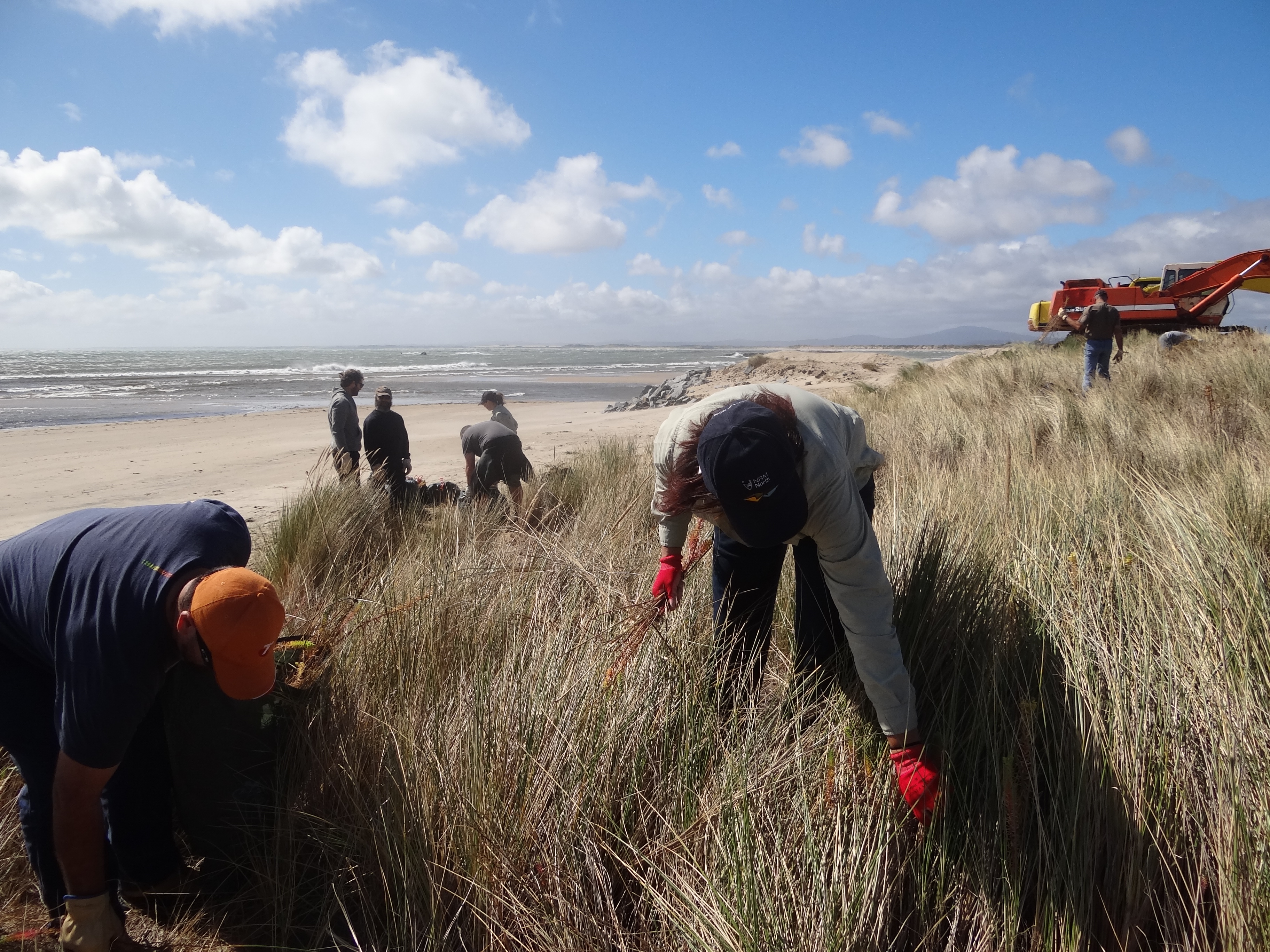 Sea spurge control; Source: NRM North; Photographer: Emma Williams