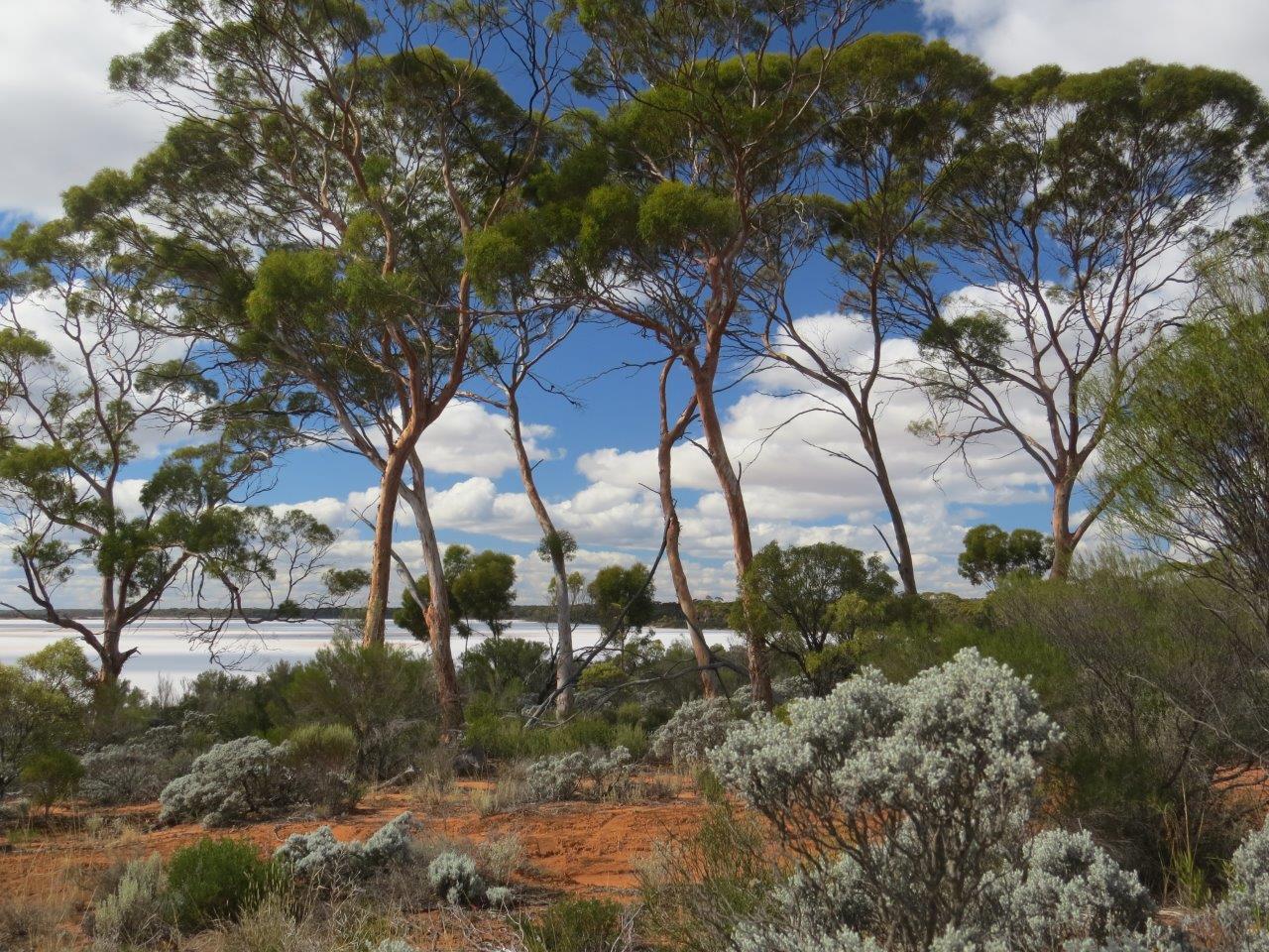 Lake Johnston. Photographer: Suzanne Prober