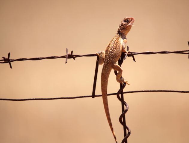 Central Netted Dragon, Photographer: P Stevens , NACC