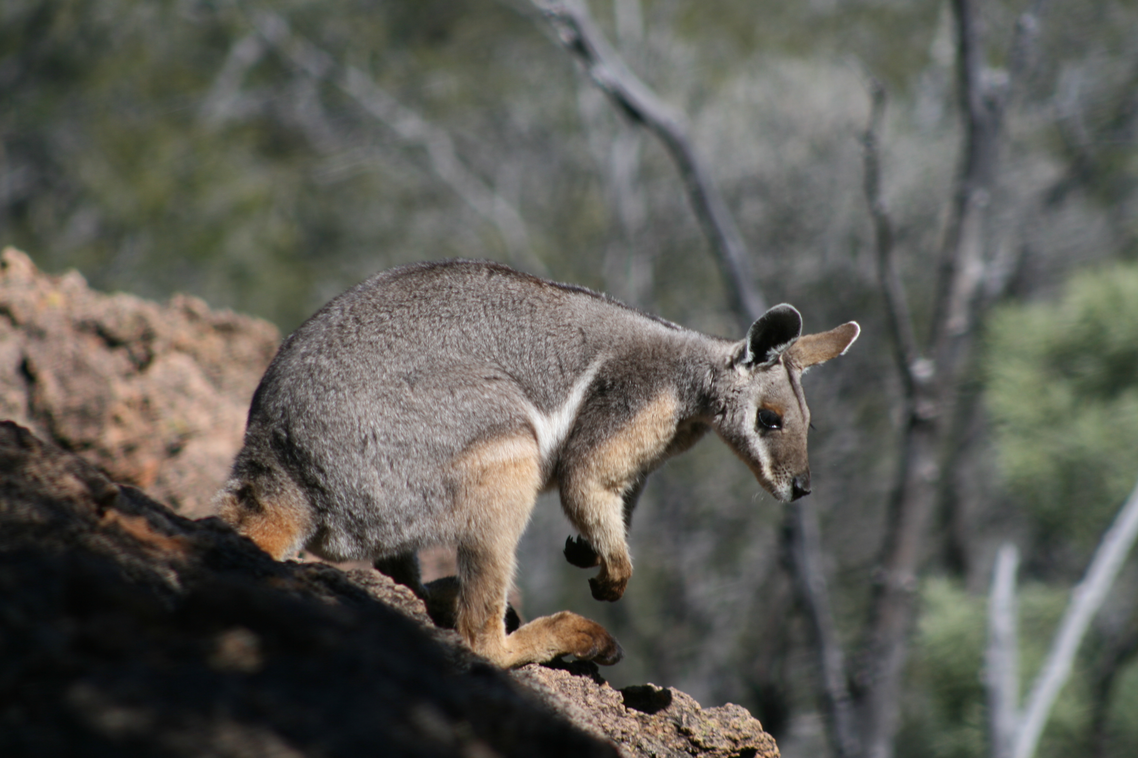 Yellow Footed Rock Wallaby. Photographer: Steven Mallett