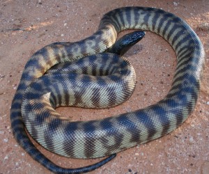 Black headed python. Source: Steven Mallett