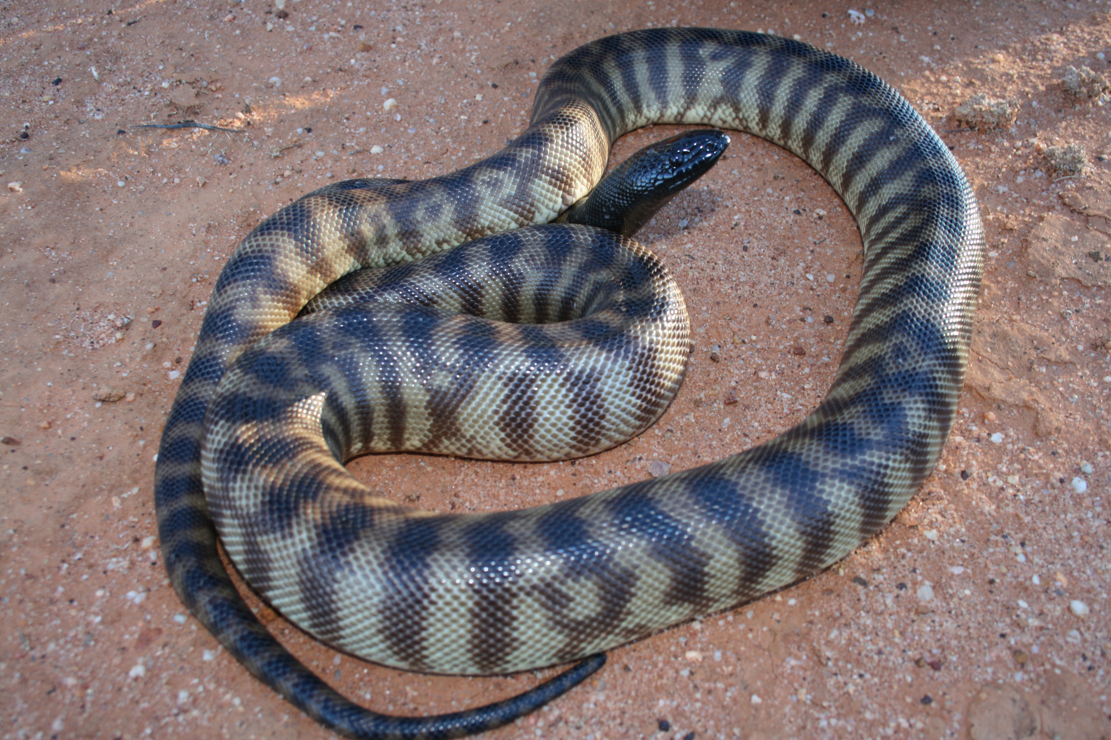 Black headed python. Source: Steven Mallett