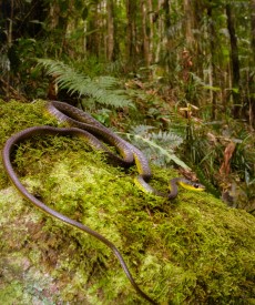 Common tree snake (Dendrelaphis punculatus); Photographer: Peter Lowik