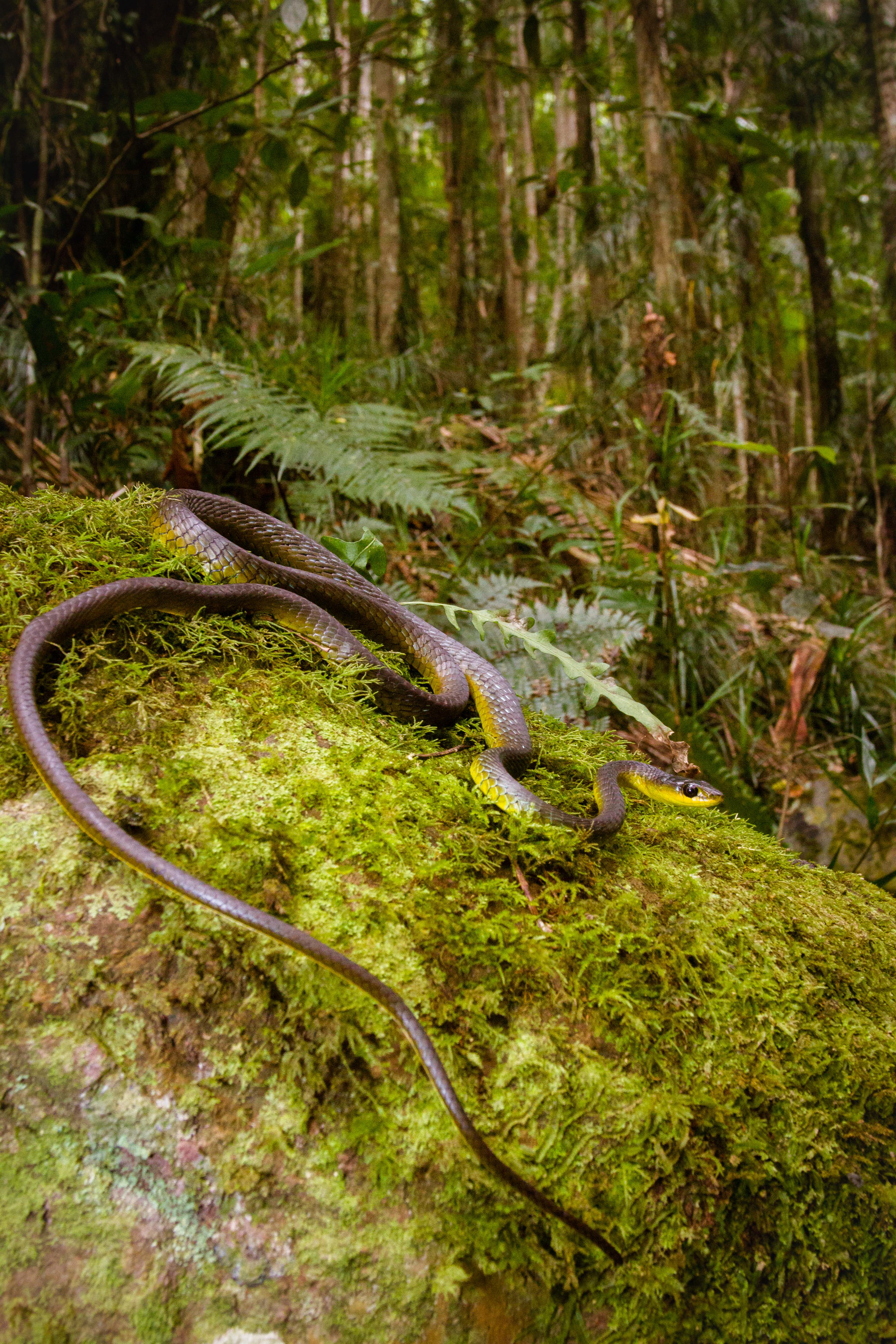 Common tree snake (Dendrelaphis punculatus); Photographer: Peter Lowik