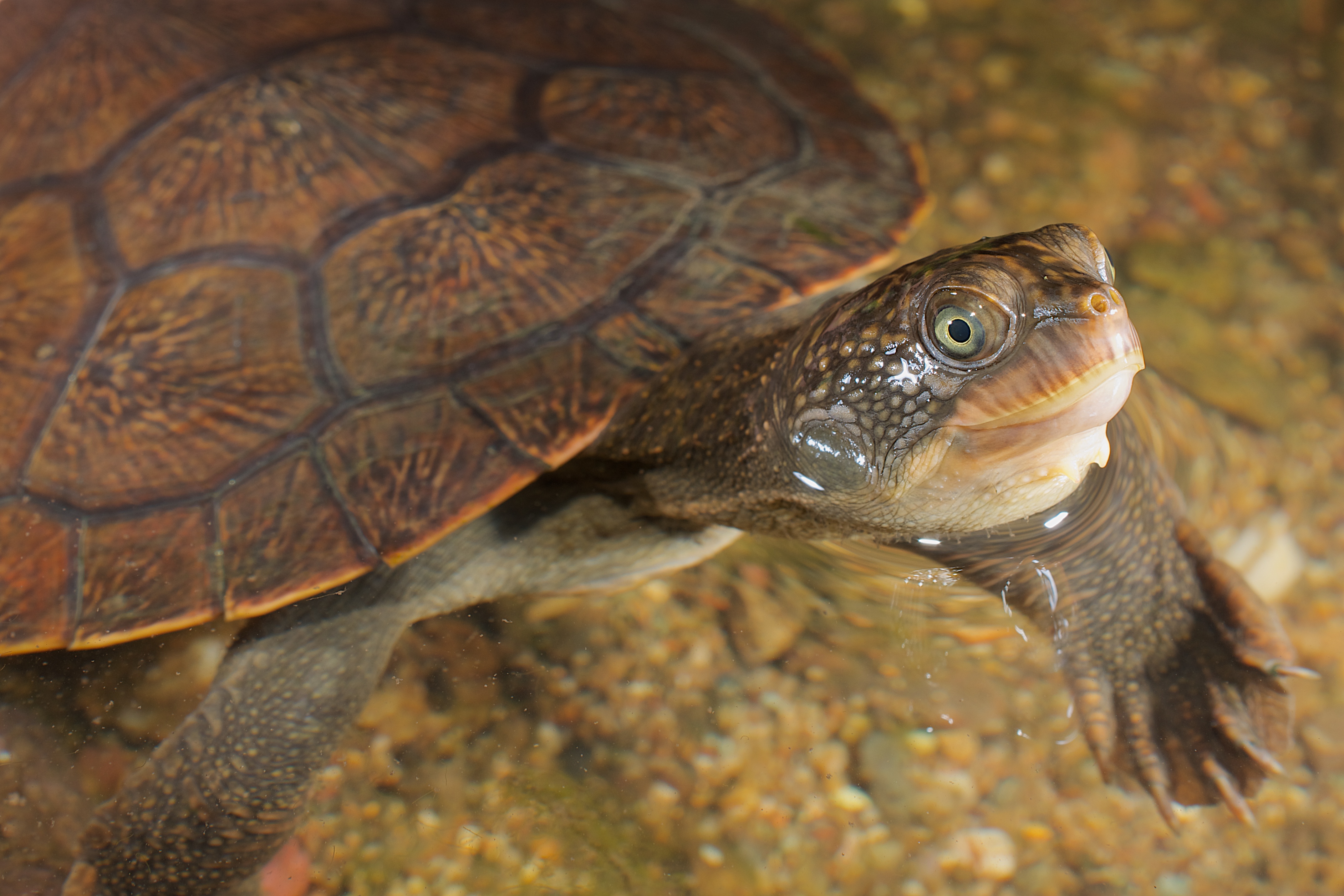 Mary River turtle (Elusor macrurus); Photographer: © Stewart Macdonald / Ug Media