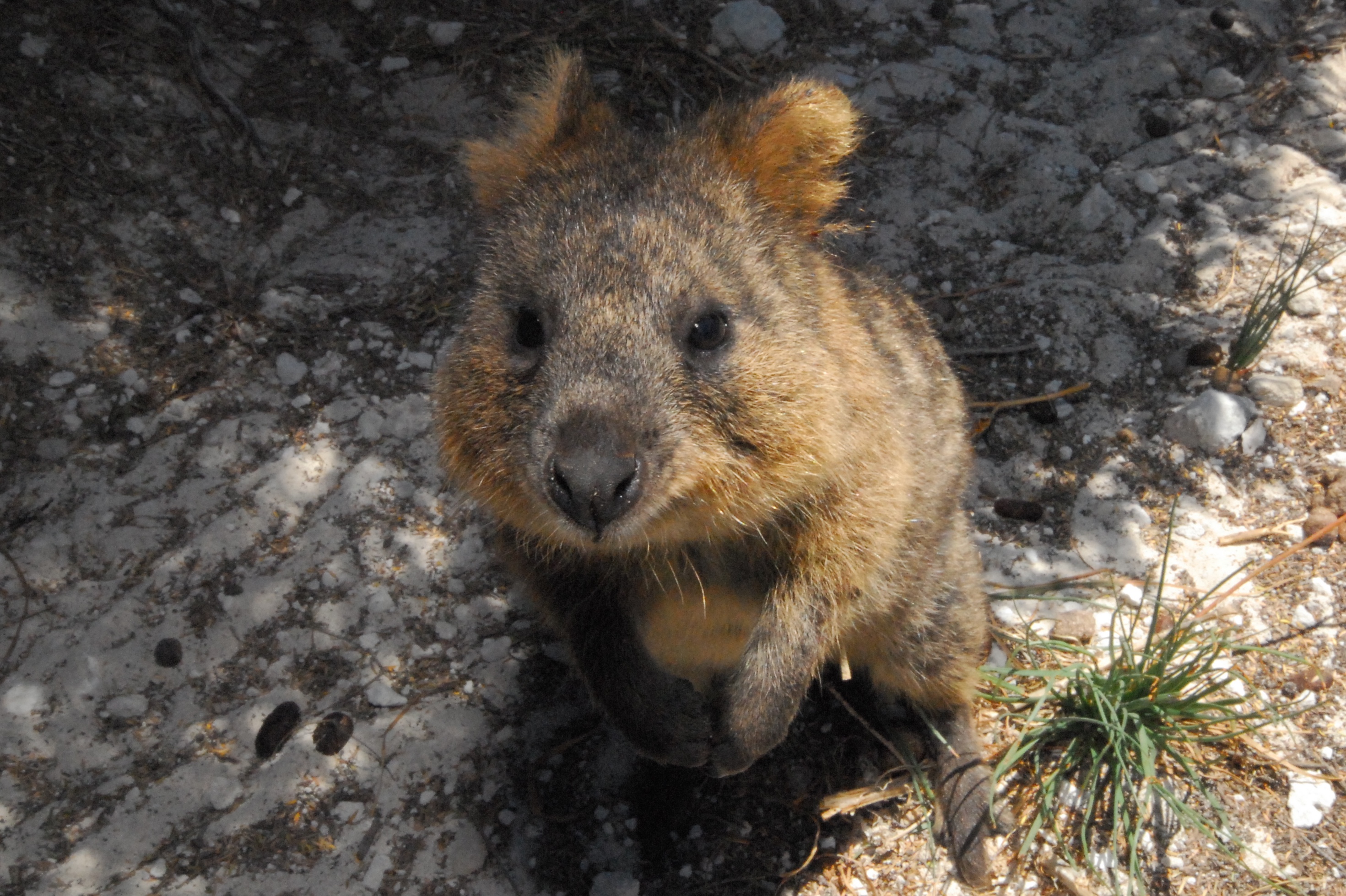 Quokka (Setonix brachyurus); Photographer: © Stewart Macdonald / Ug Media