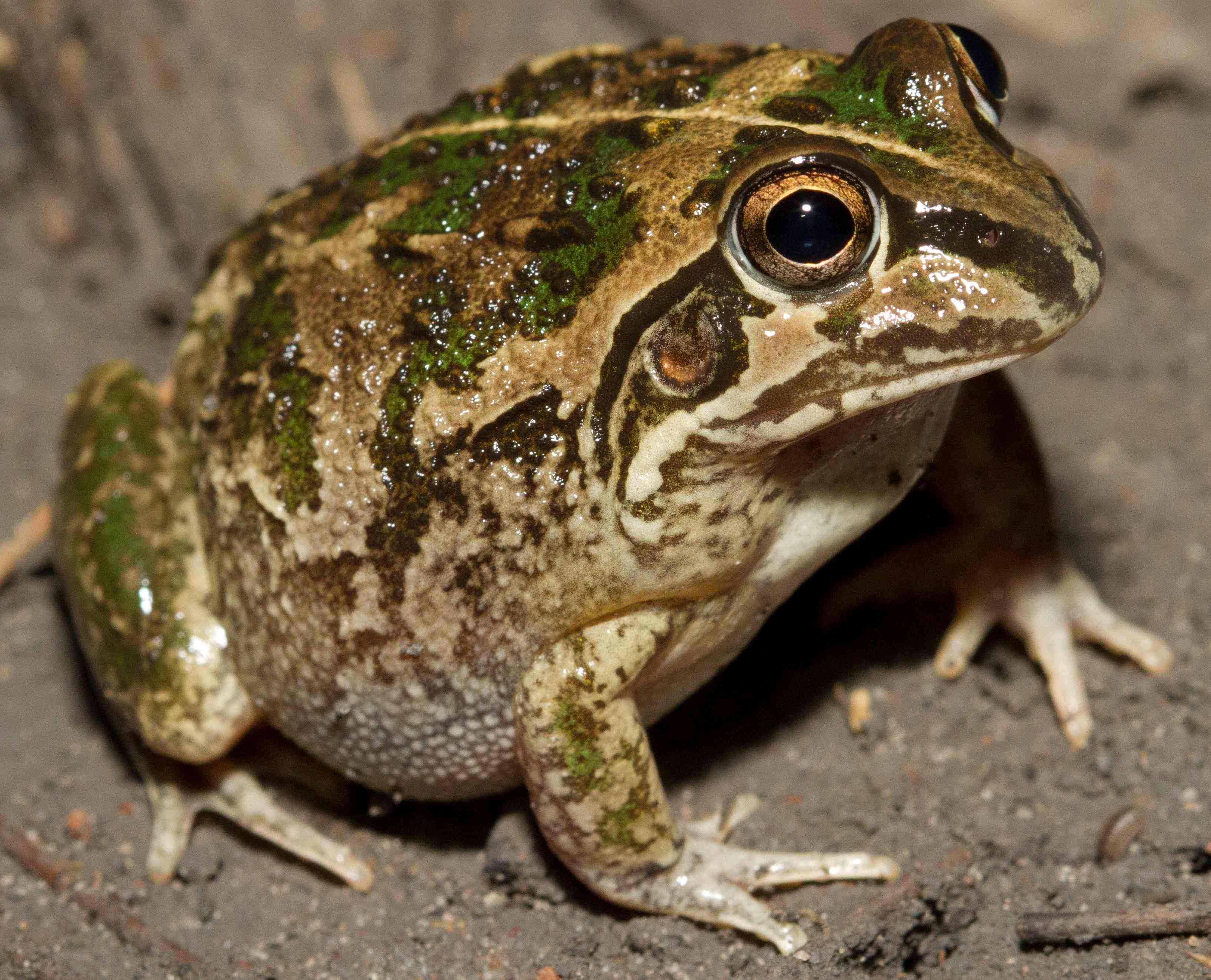 Rough frog (Cyclorana verrucosa); Photographer: Peter Lowik